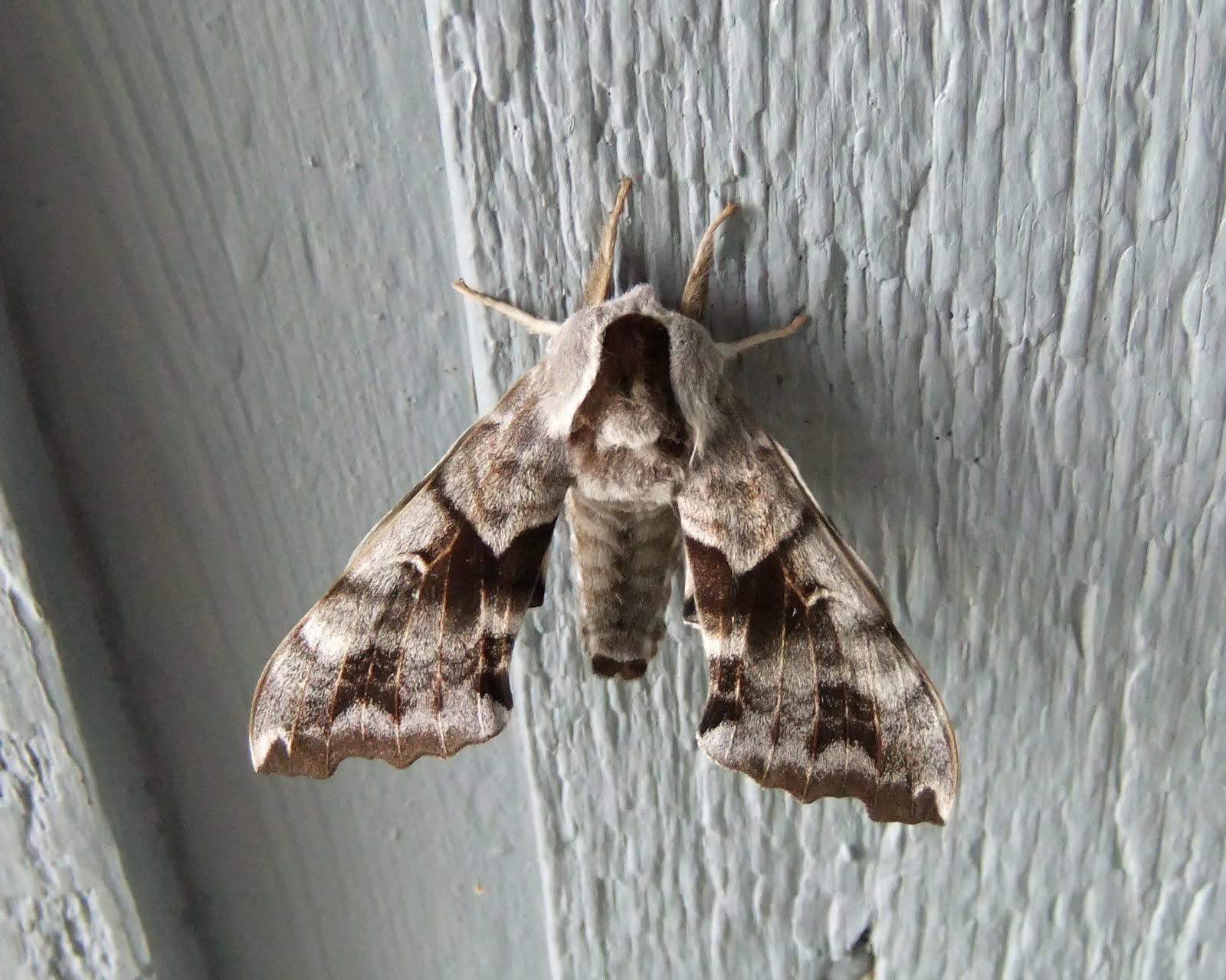 Natural Selections Oneeyed Sphinx Moth