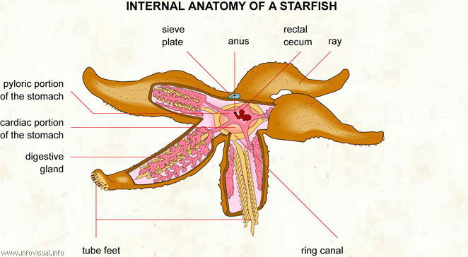 Biology 11 : Echinodermata: Sugar Starfish
