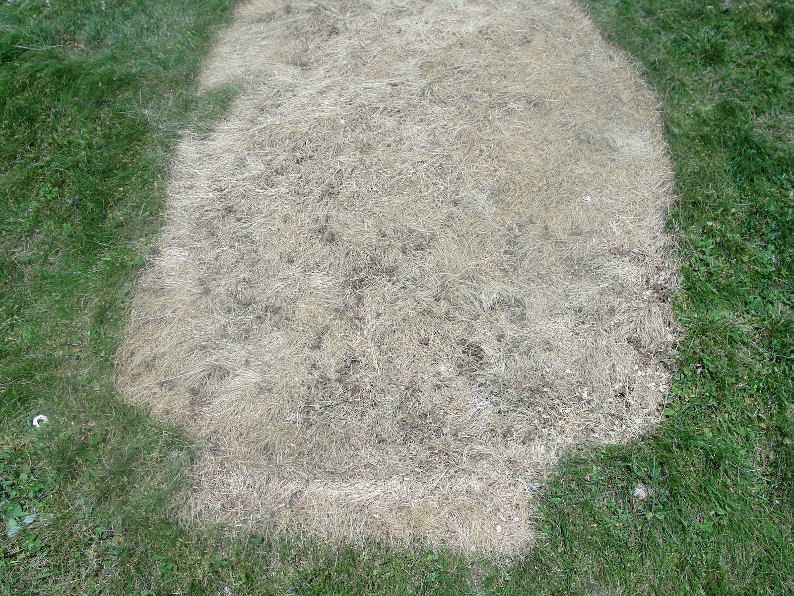 Lawn Dead In Patches at Anne Jessup blog