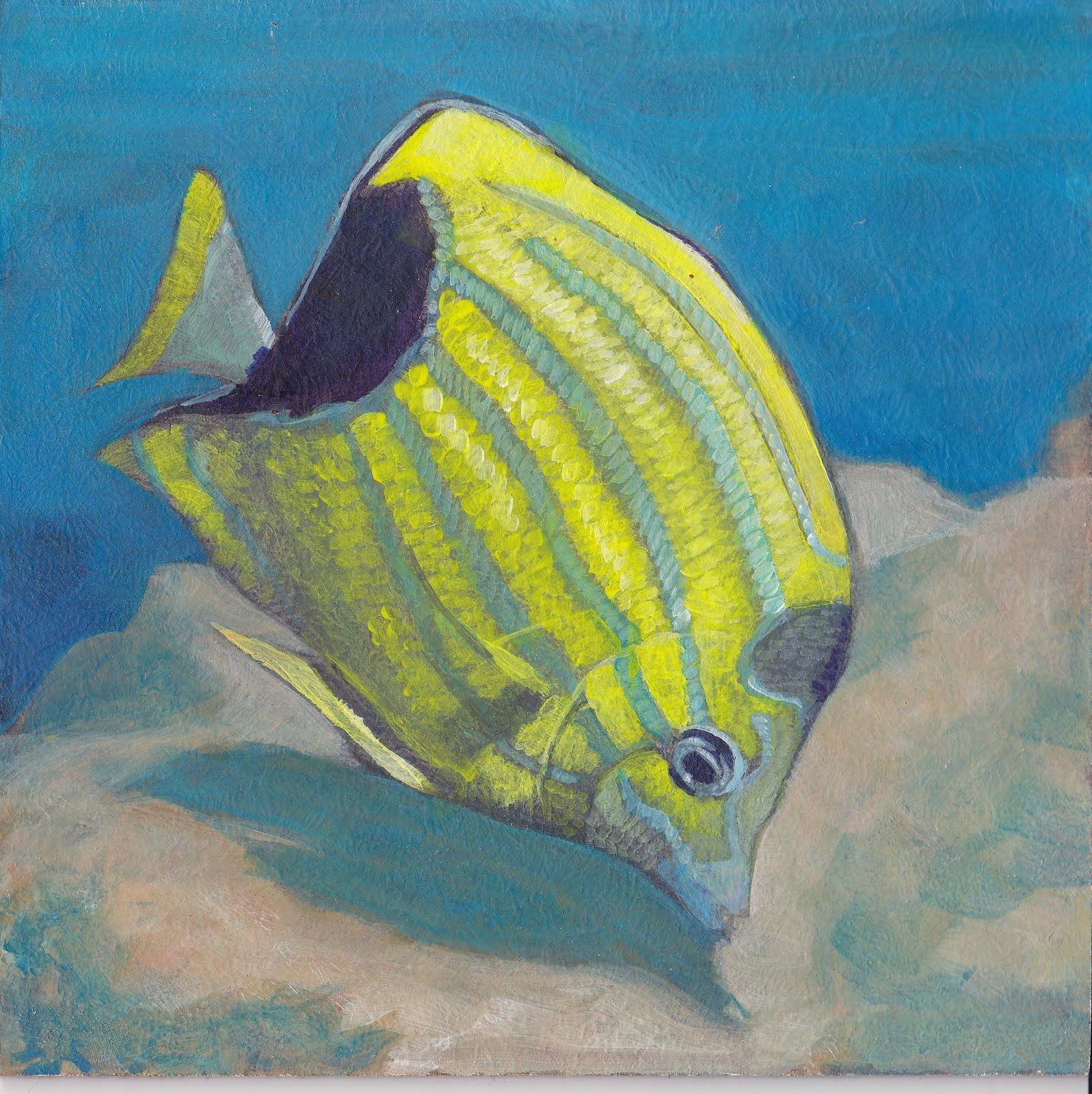 Bluestripe Butterflyfish