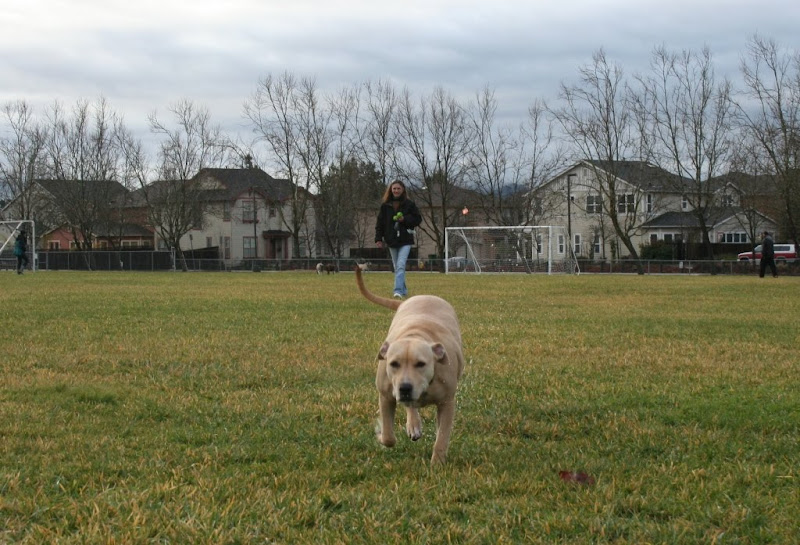 tan colored pit bull and lab mix, chloe, running toward camera with her owner walking a few feet behind, chloe is stout and rugged, built like a little linebacker