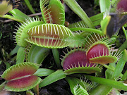 Plantas (plantas carnivoras)