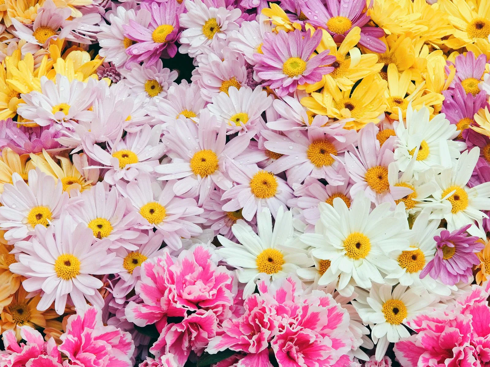 Buletin Cinta: Download Walpaper Cantik, Bunga Dan Bingkai Photo