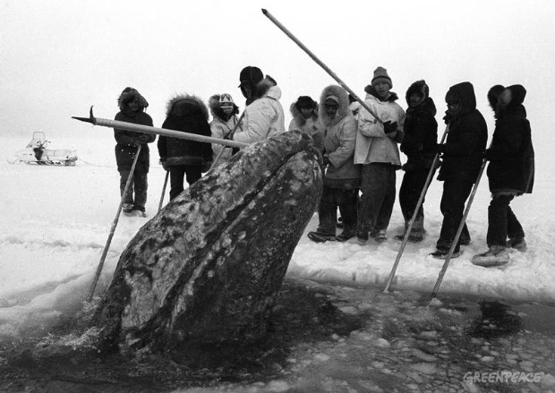 ecologia y ballenas ecologia y ballenas