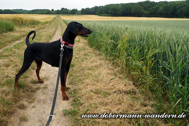 Unterwegs Mit Hunden