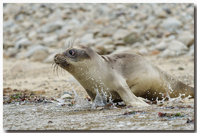 Female Northern Elephant Seal pup enters the surf!