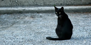 Mitos Dan Fakta Menarik Tentang Kucing Hitam
