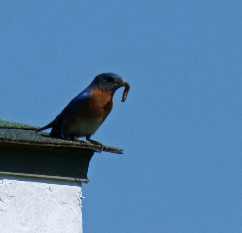 KY Natural Inquirer: I Wish You Bluebirds in the Spring