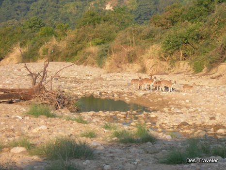 Spotted Deer on river bed in Jim Corbett National Park