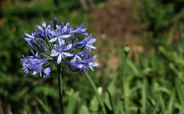 African Lily Flowers Pictures