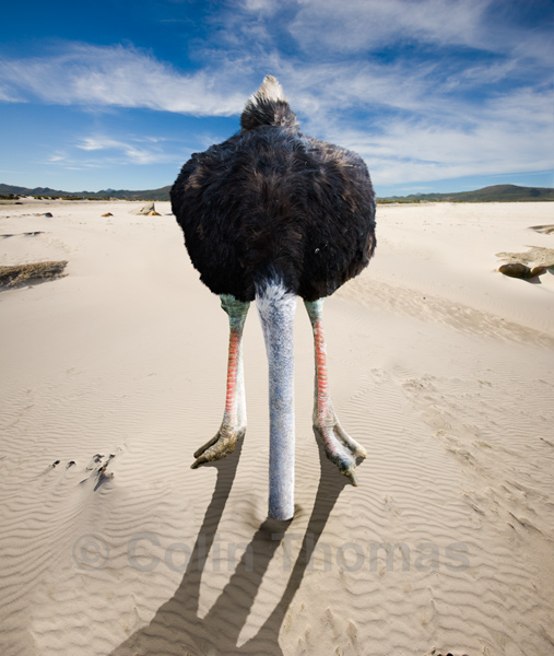 Ostrich-Head-in-sand.jpg
