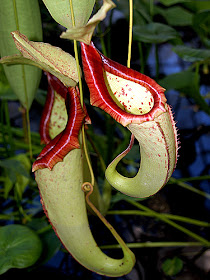 Hanging Pitcher Plmoants