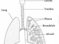 Heart And Lungs Diagram Heart And Lungs Diagram