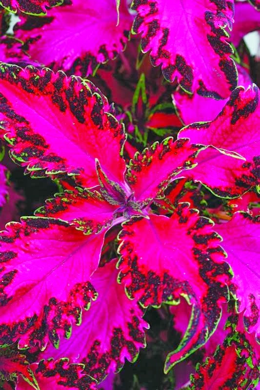 Pink Chaos Coleus | A1 Pictures