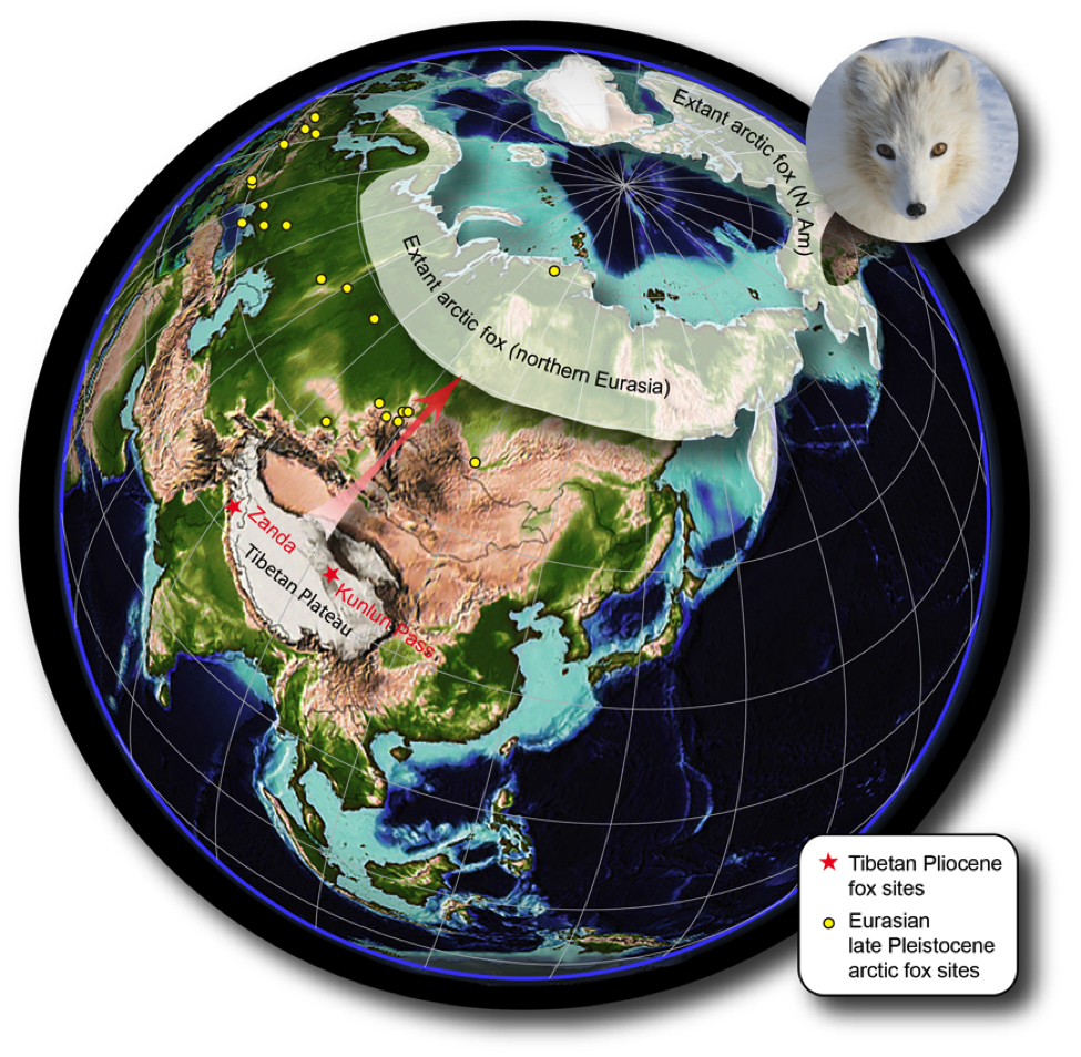 Species New to Science [PaleoMammalogy • 2014] Vulpes qiuzhudingi