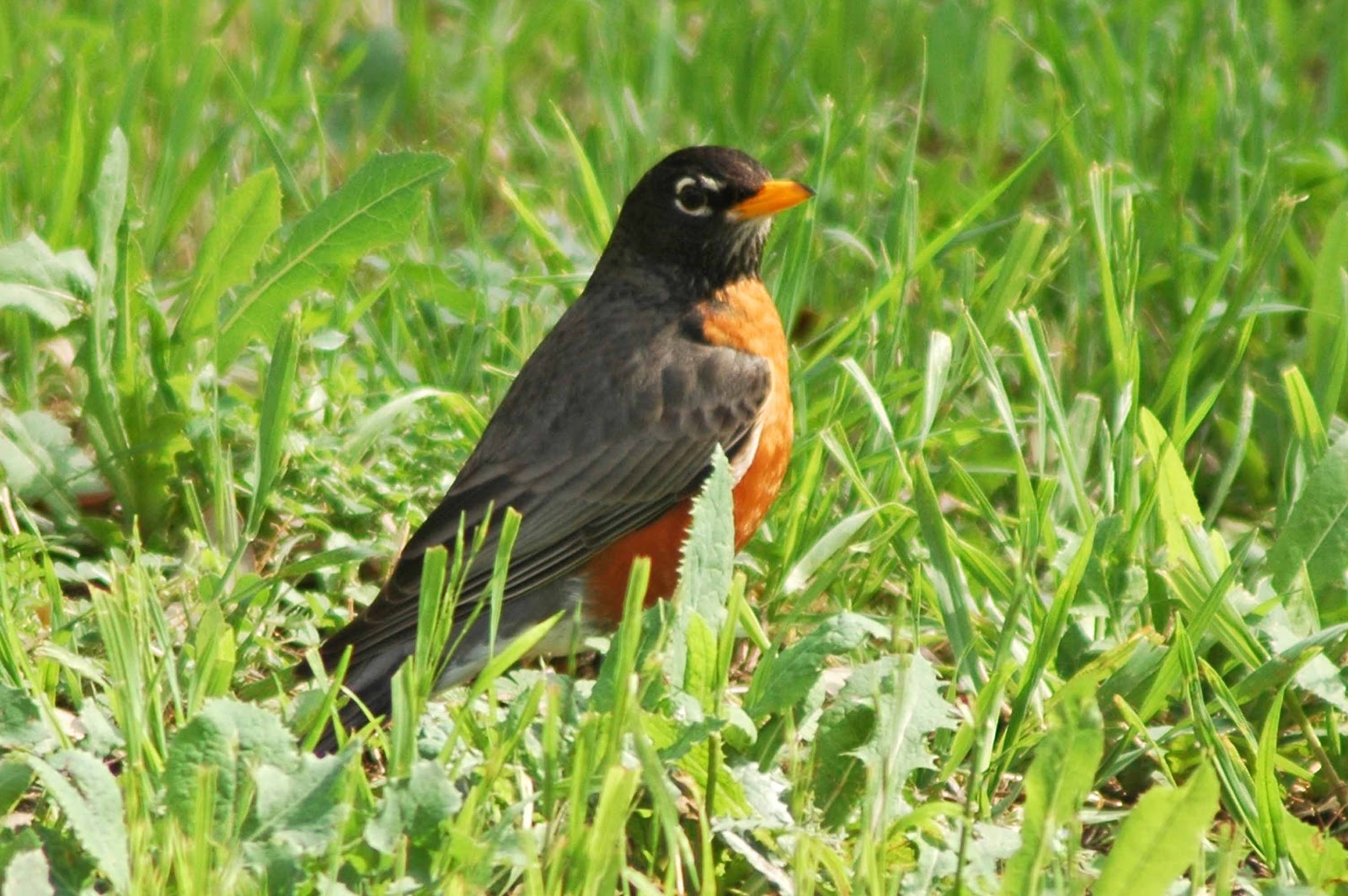 Window on a Texas Wildscape Robins
