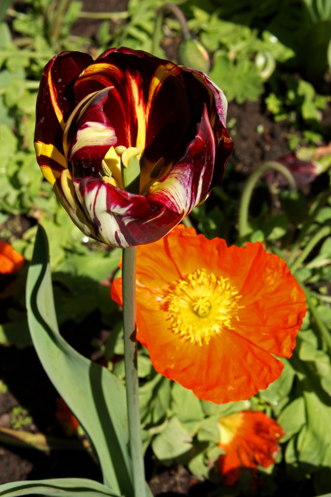 Jami's List... Queen Wilhelmina Tulip Garden San Francisco, CA