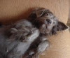 Cachorro de raça não identificada.