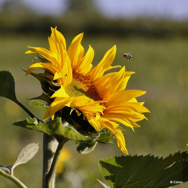 droit vers le soleil, straight to the Sun, прямо к солнцу