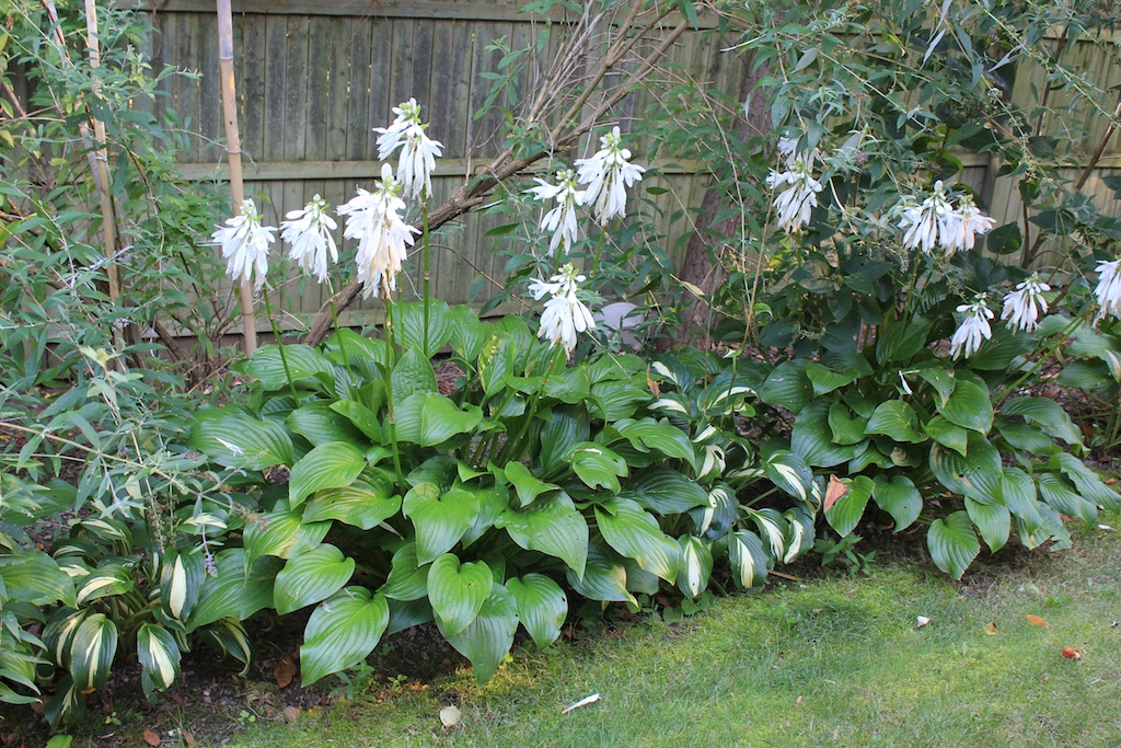 What S Blooming Now Bush Honeysuckle Lonicera Maackii Rupr