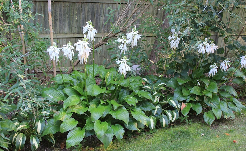 Red House Garden What's that smell? Fragrant Hostas?!
