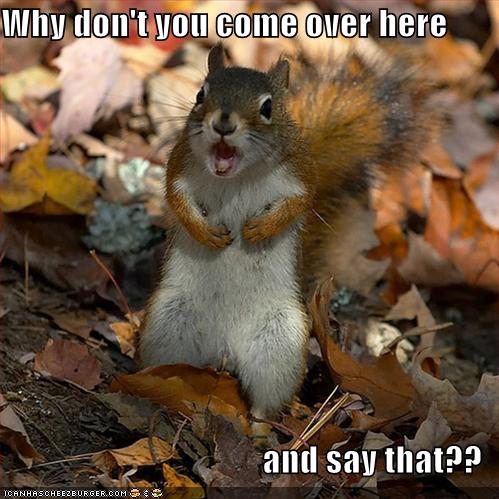 funny-pictures-angry-squirrel-leaves-screaming.jpg