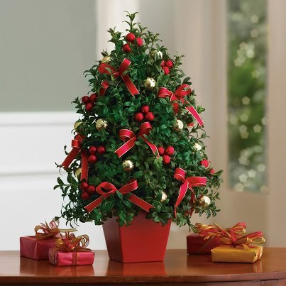 hiving out miniature boxwood tree boxwood christmas tree