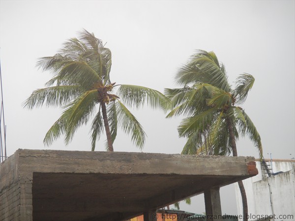 Dark Clouds all around and two coconut trees during heavy wind