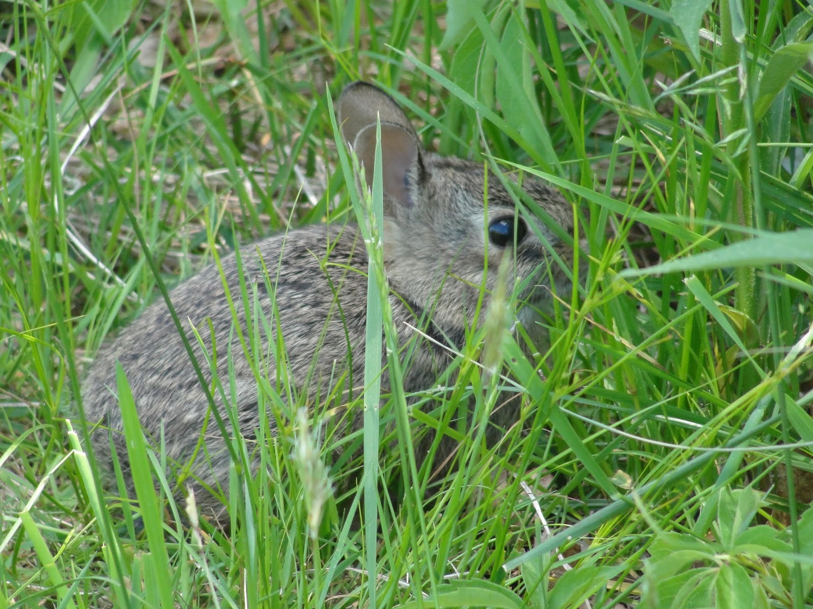 eastern cottontail rabbits Mary Richmond's Cape Cod Art and Nature