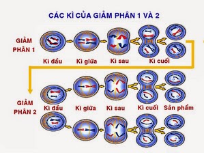 Káº¿t quáº£ hÃ¬nh áº£nh cho giaÌm phÃ¢n