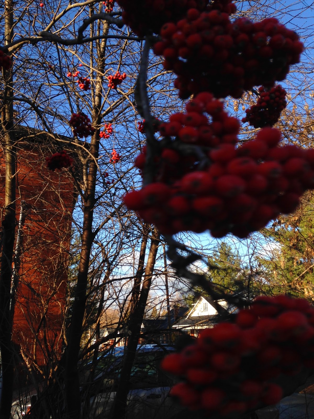 Vu Des Collines Promenade Au Jardin