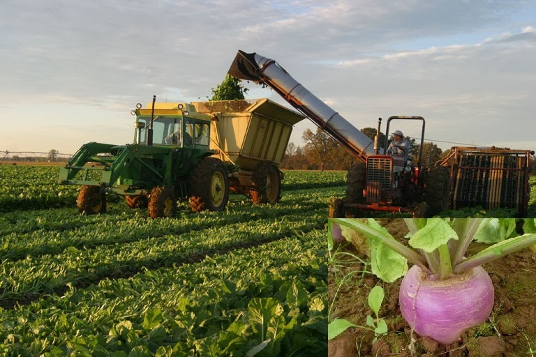 Business Ideas Small Business Ideas How to Growing Own Turnips