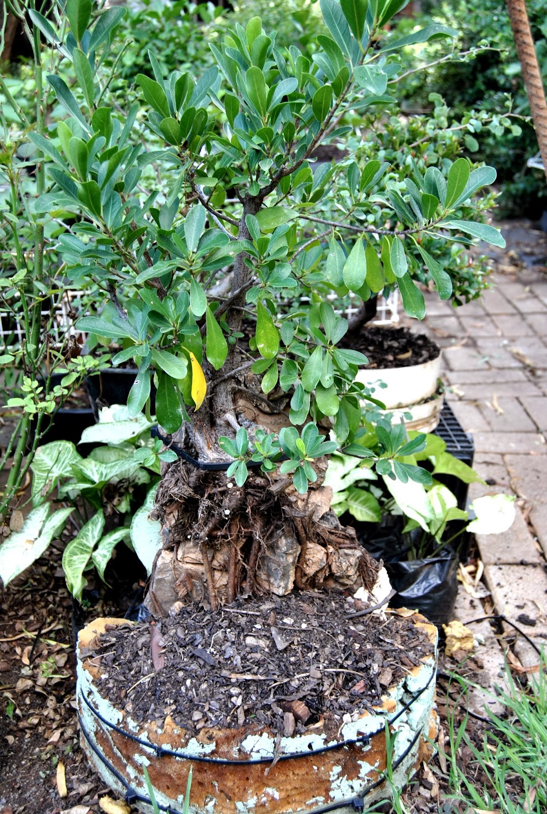 LENNARD'S BONSAI BEGINNINGS. Experimental root over rock/root clinging to rock technique.
