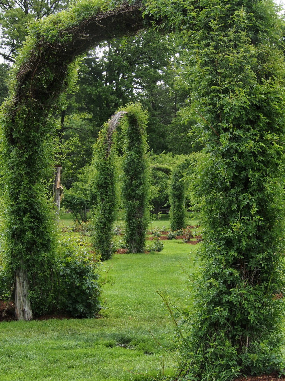 Into the Garden, #ElizabethPark #RoseGarden 2014 Into the Garden, #ElizabethPark #RoseGarden 2014