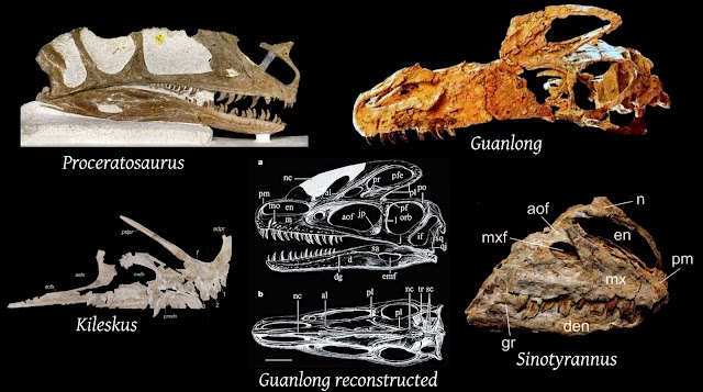 Species New to Science [Paleontology • 2010] Family Proceratosauridae