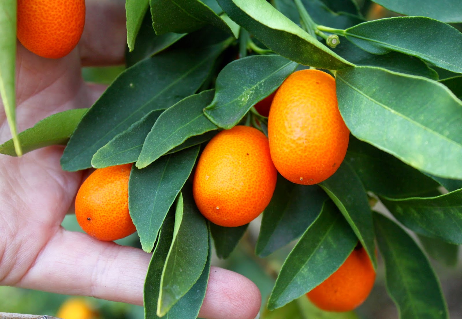 What To Do With Kumquat Fruit at Dale Ames blog