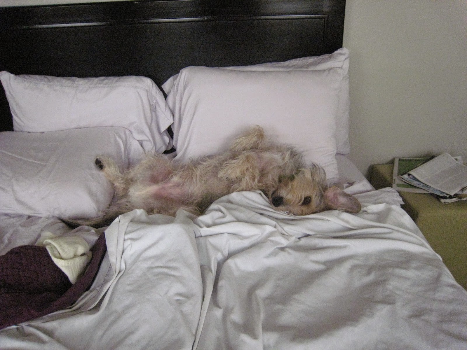 Pet Blog By Bocci Bocci's Beefs Does Your Dog Share Your Bed?