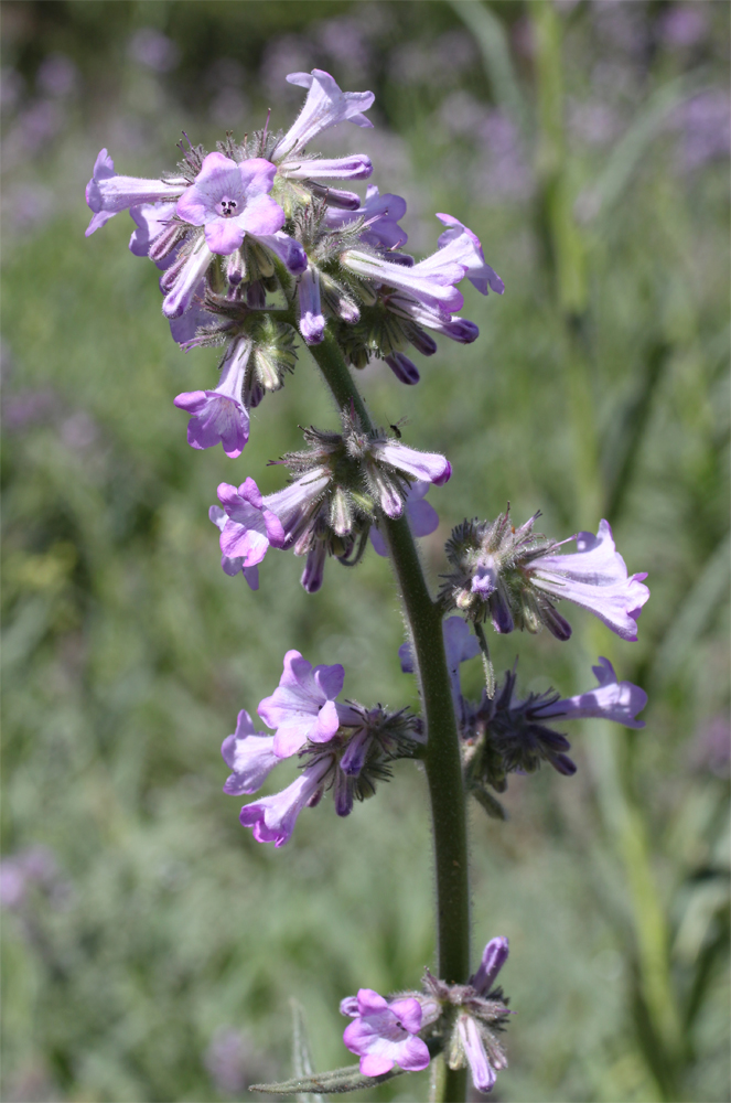 Cuyamaca Woods Mountain Journal The Dreaded Poodle Dog Bush!