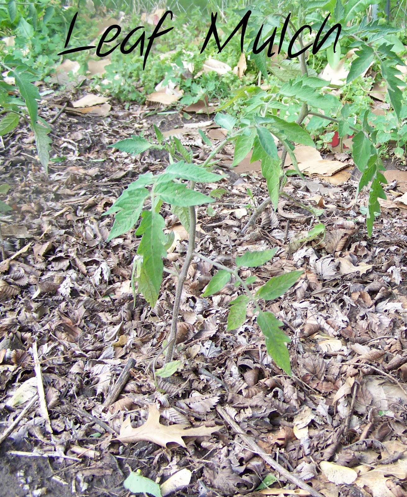 how to make dried papaya leaves as a mulch for tomato Mulch provides key benefits in tomato care find out when to mulch tomatoes, what kinds to use mulching with live oak leaves i live in zone 8. how to make dried papaya leaves as a mulch for tomato Mulch provides key benefits in tomato care find out when to mulch tomatoes, what kinds to use mulching with live oak leaves i live in zone 8.