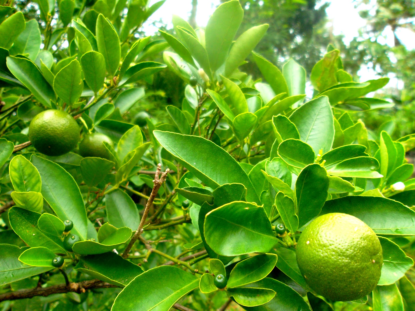 Celebrating LIFE Frontyard Calamansi