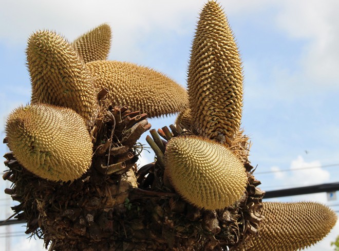 [Image: hoa_van_tue_2.jpg]