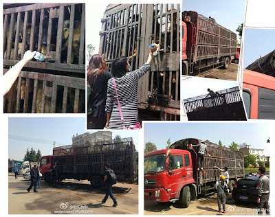 China: ativistas jogam o carro em frente a um caminhão que levava cães para o matadouro