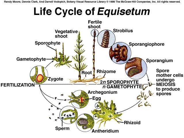 My Biostory Equisetum
