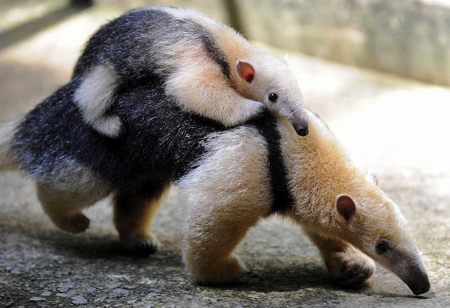 baby-anteater-cute-450ds042710.jpg
