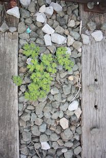 microgardens