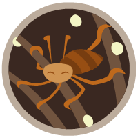 Lice Facts, louse facts , Pediculosis capitis Lice Facts, louse facts , Pediculosis capitis