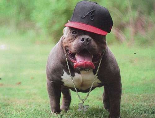 Cute Funny Animalz: Funny American Pitbull Nice Photos 2012