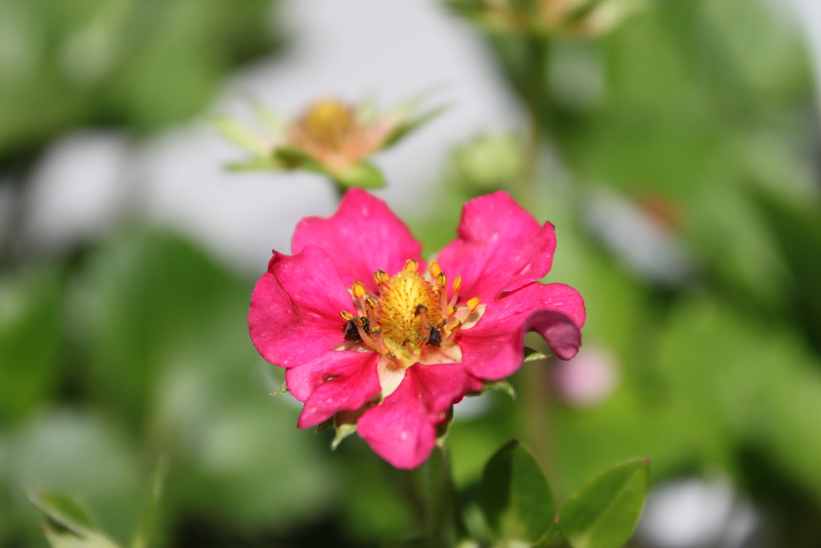 Simpson Eco Farms Our Products