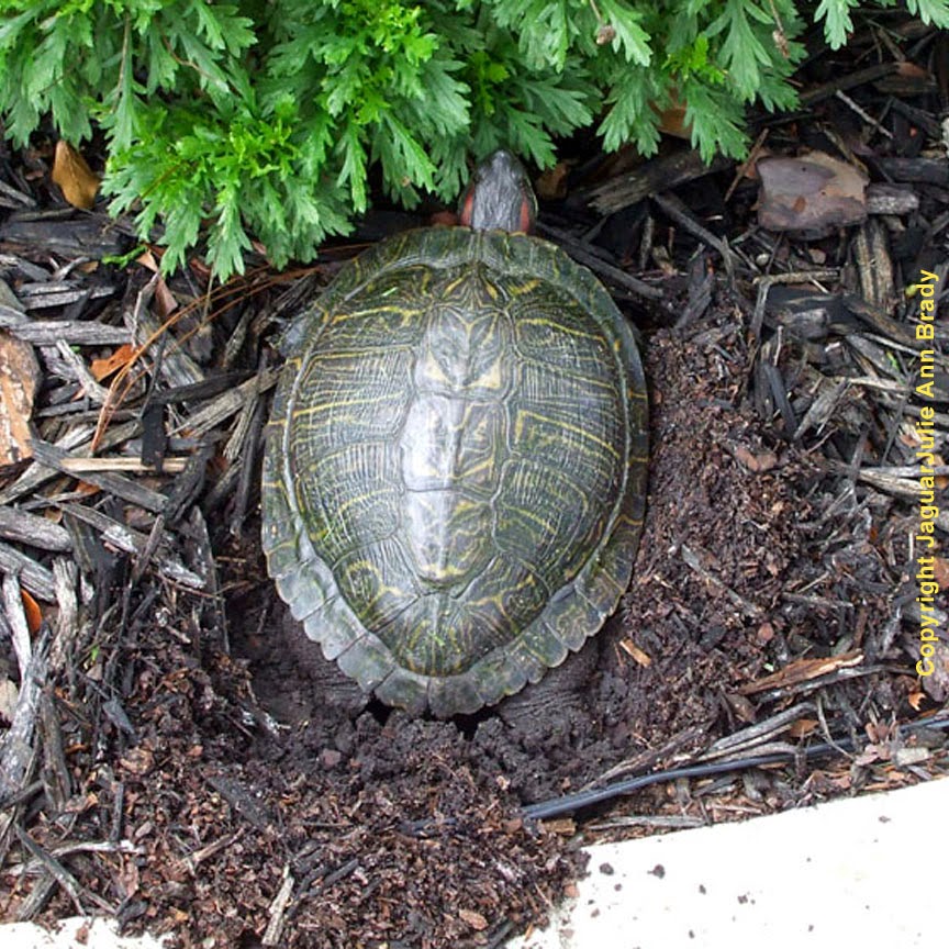 Painted Turtle Digging Nest in my Front Yard Garden Painted Turtle Digging Nest in my Front Yard Garden