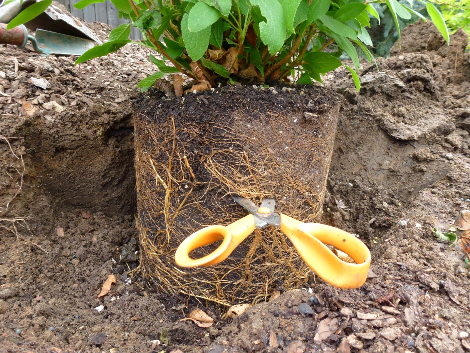 Colorado Garden Punch List Plant Root Rights and Wrongs